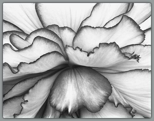 Black & White Begonia