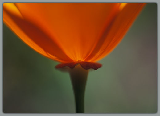 California Poppy (goblet) #3