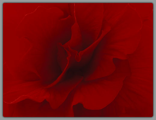 Red Begonia