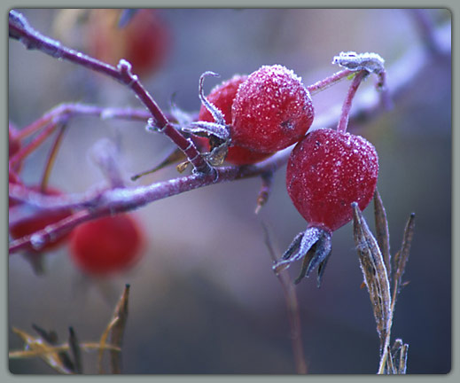 Frosted Berry 1