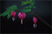 Bleeding Hearts