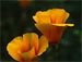 California Poppy-B