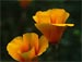 California Poppy-B