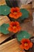 Nasturtiums Woodpile