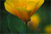 California Poppy-1